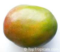 Mangifera indica - Val Carrie Mango, Grafted

Click to see full-size image