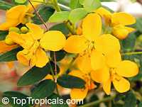 Cassia bahamensis, Senna mexicana chapmanii, Bahama Senna, Bahama Cassia