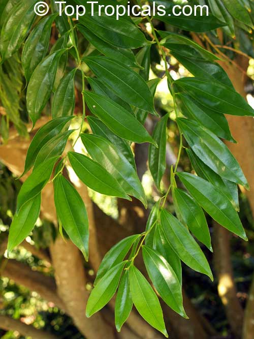 Cocculus laurifolius, Laurel-leaf Snailseed