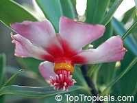 Clusia orthoneura, Clusia Braziliana, Brazilian Clusia, Porcelain Flower

Click to see full-size image