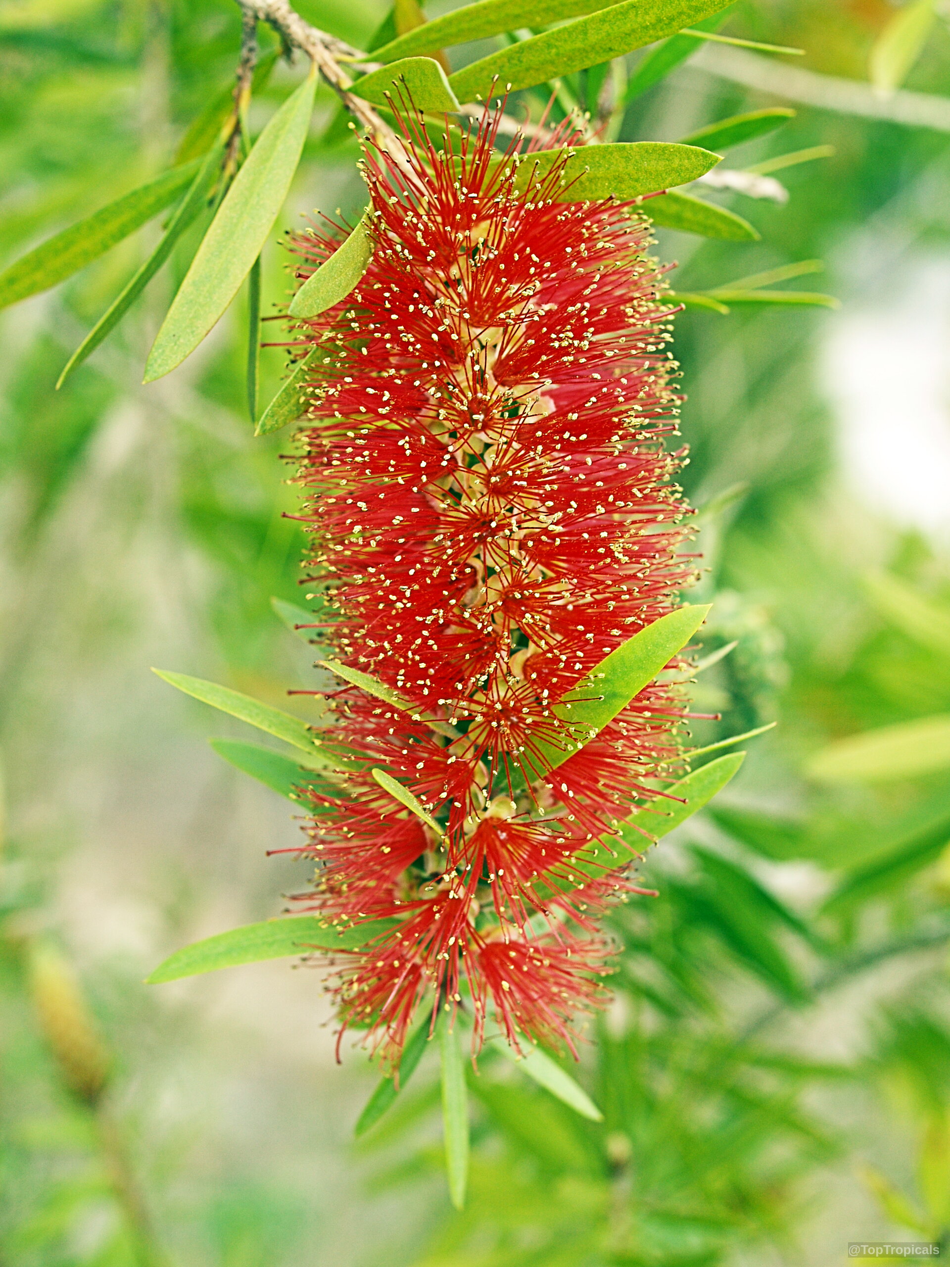 Callistemon sp. (Bottlebrush) flower with long red stamens and soft narrow green leaves attached Callistemon sp. (Bottlebrush) red flower close up on branch among narrow green leaves