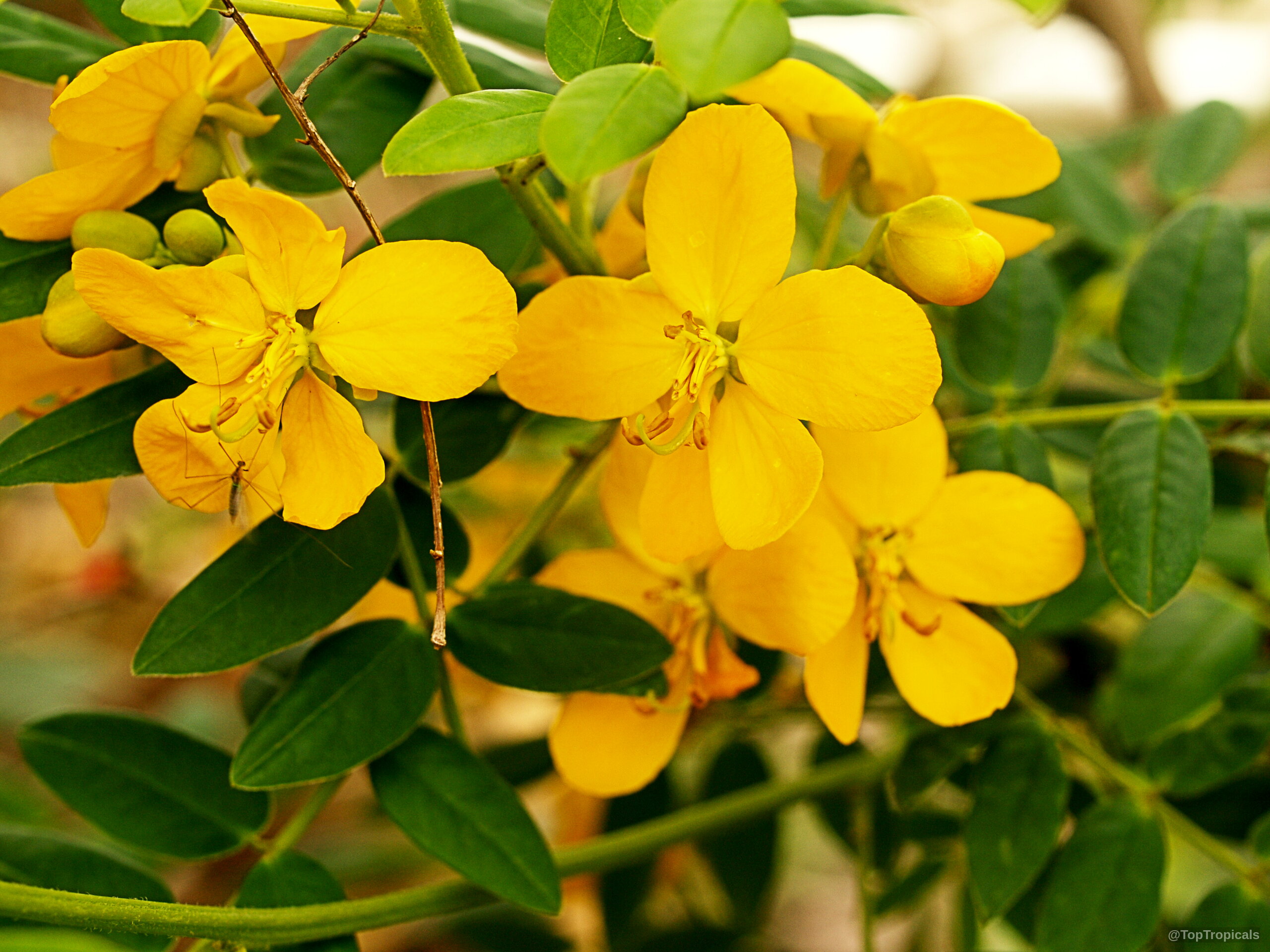 Cassia bahamensis (Bahama Senna) with vibrant yellow petals and oval green foliage on the stem. Cassia bahamensis (Bahama Senna) yellow flower cluster in a close up, lush green leaves
