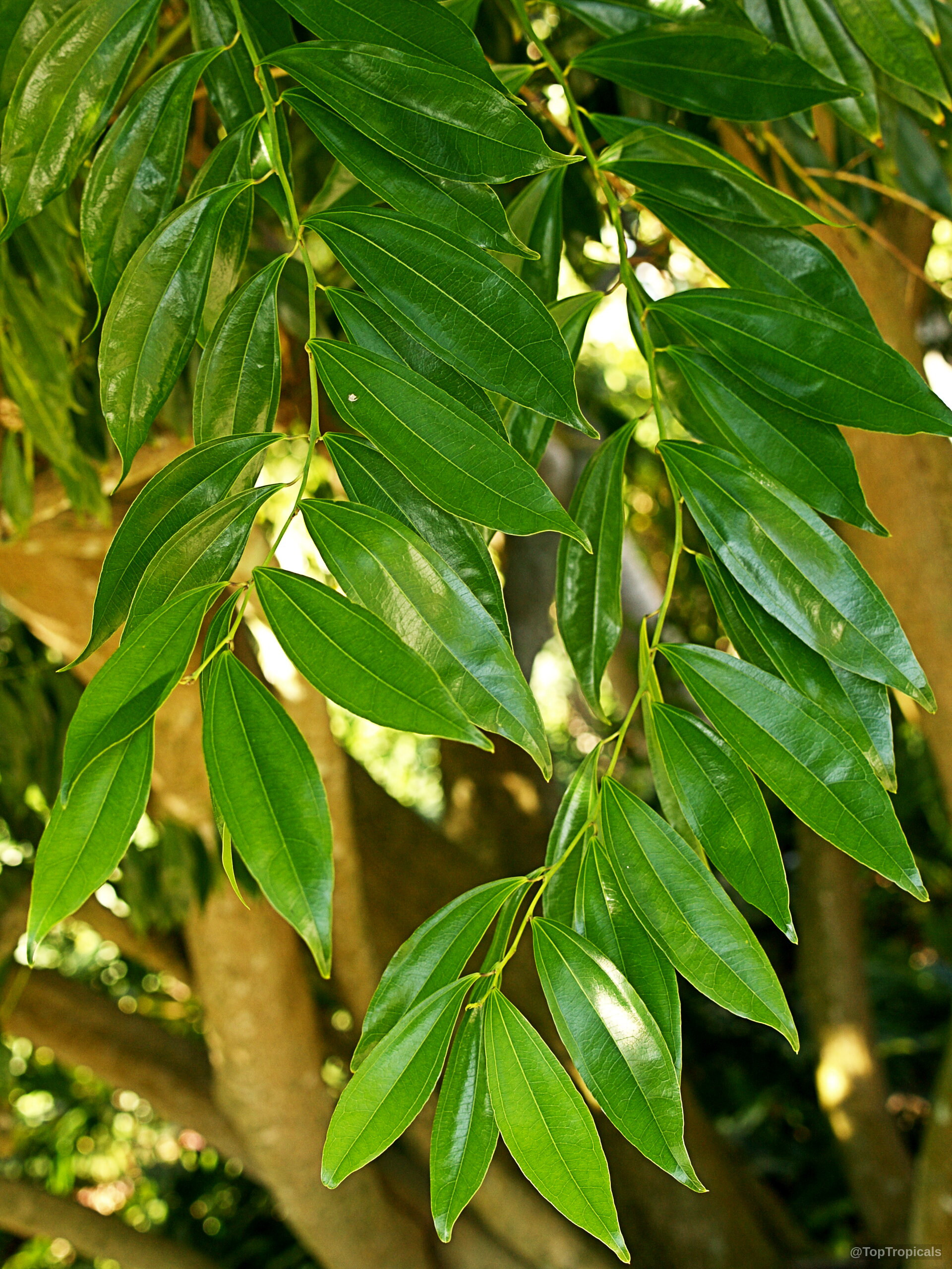 Cocculus laurifolius (Laurel-leaf Snailseed) showing slender, glossy green foliage hanging from woody stems Cocculus laurifolius (Laurel-leaf Snailseed) green leaves on branch, close up