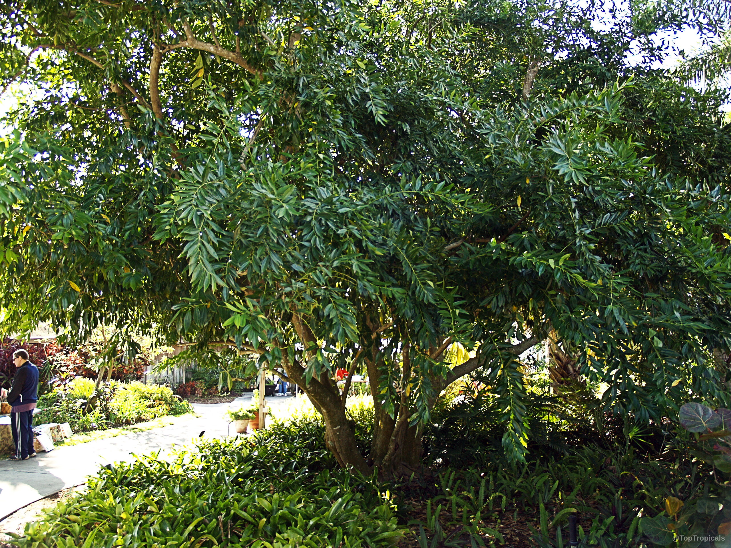 Cocculus laurifolius (Laurel-leaf Snailseed) tree with dense green leaves and a wide canopy. Cocculus laurifolius (Laurel-leaf Snailseed) tree with dense green leaves, medium wide canopy plant.