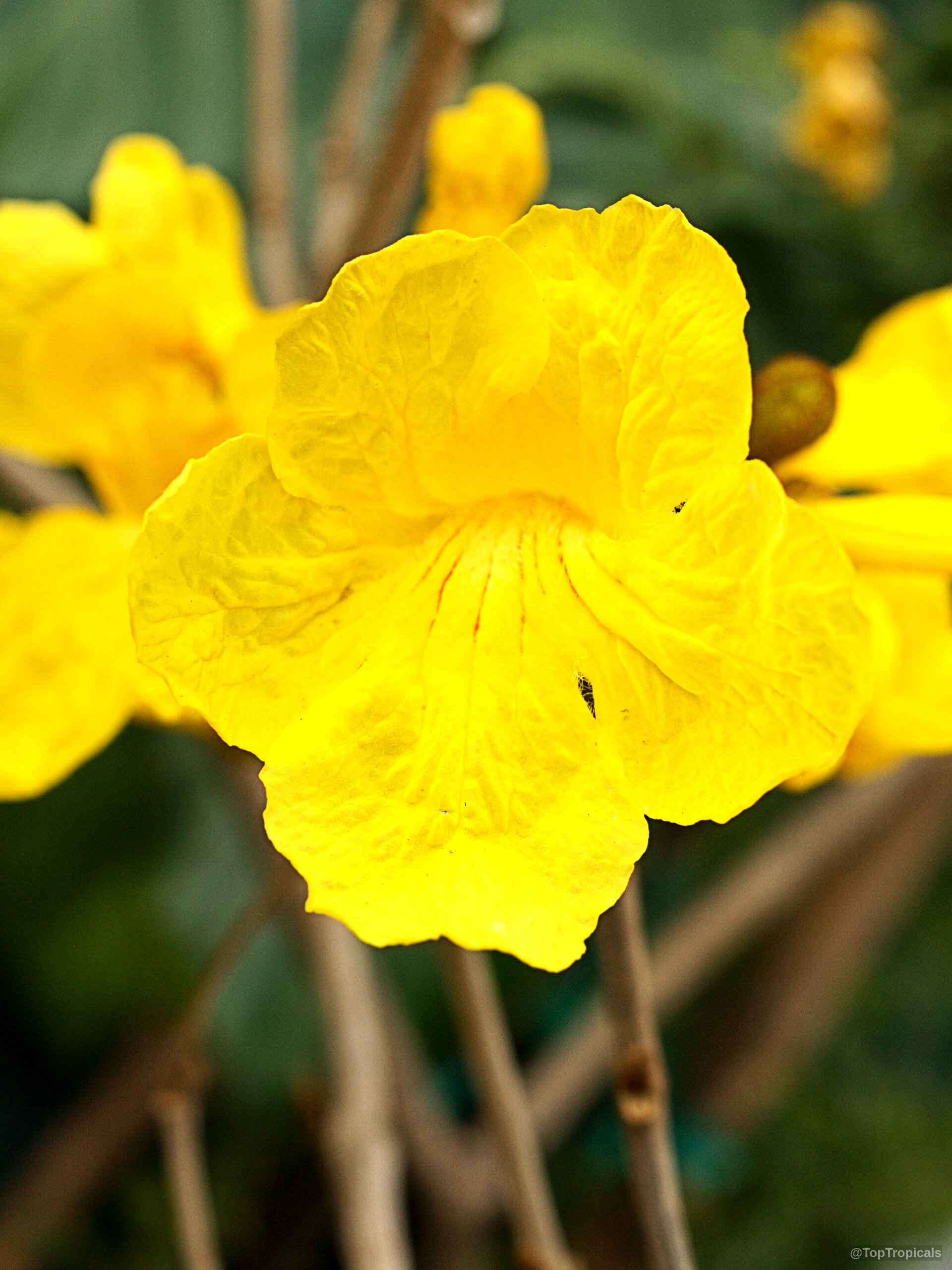 Handroanthus chrysotrichus (Dwarf Golden Tabebuia) yellow flower with delicate ruffled petals. Handroanthus chrysotrichus (Dwarf Golden Tabebuia) bright yellow flower in a close up.