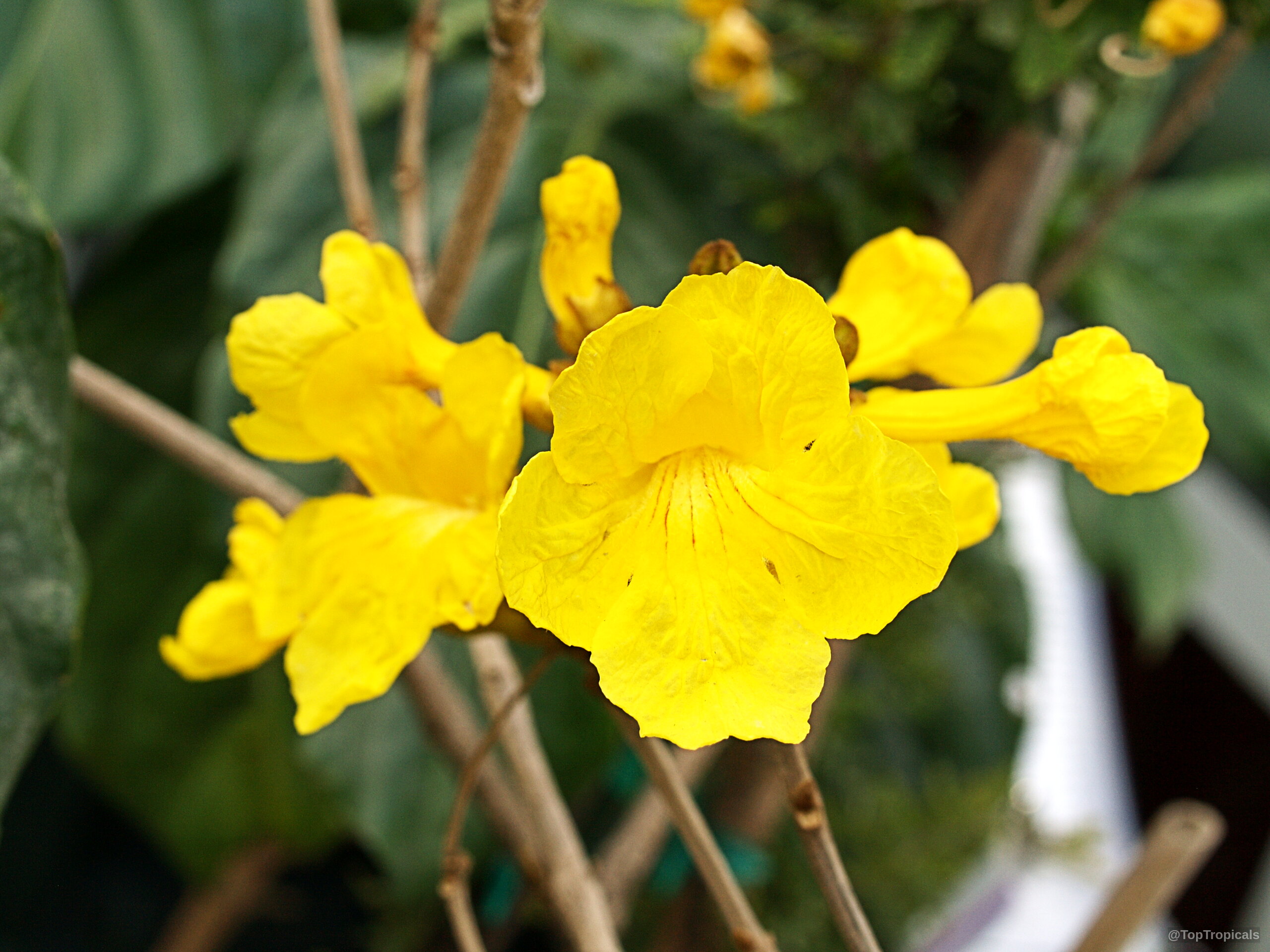Handroanthus chrysotrichus (Dwarf Golden Tabebuia) yellow flower clusters on thin brown woody branches. Handroanthus chrysotrichus (Dwarf Golden Tabebuia) yellow flower close up for gardening enthusiasts.