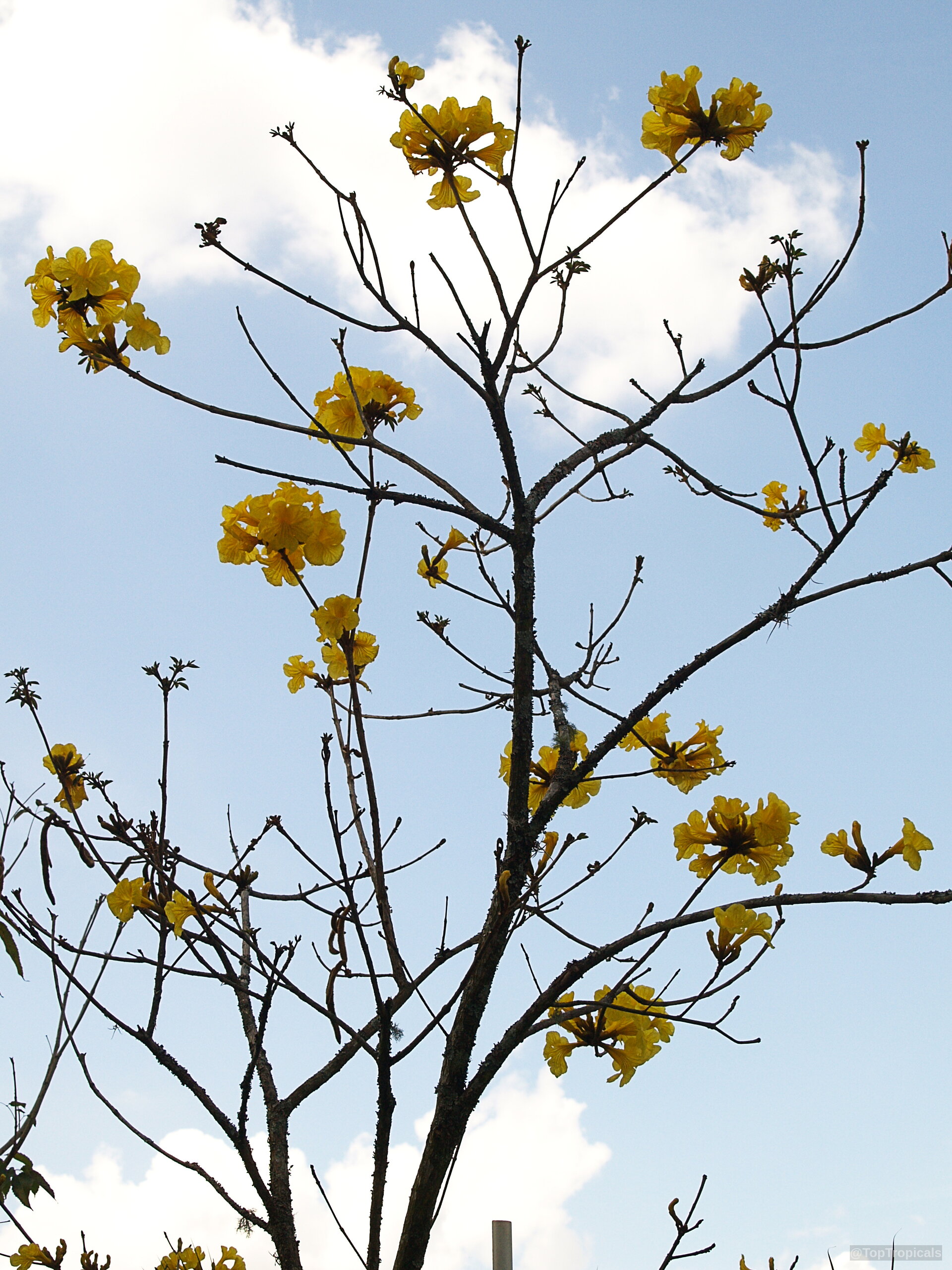 Handroanthus chrysotrichus (Dwarf Golden Tabebuia) yellow flowers covering thin brown branches against clear blue sky Handroanthus chrysotrichus (Dwarf Golden Tabebuia) yellow flower clusters on bare branches against blue sky