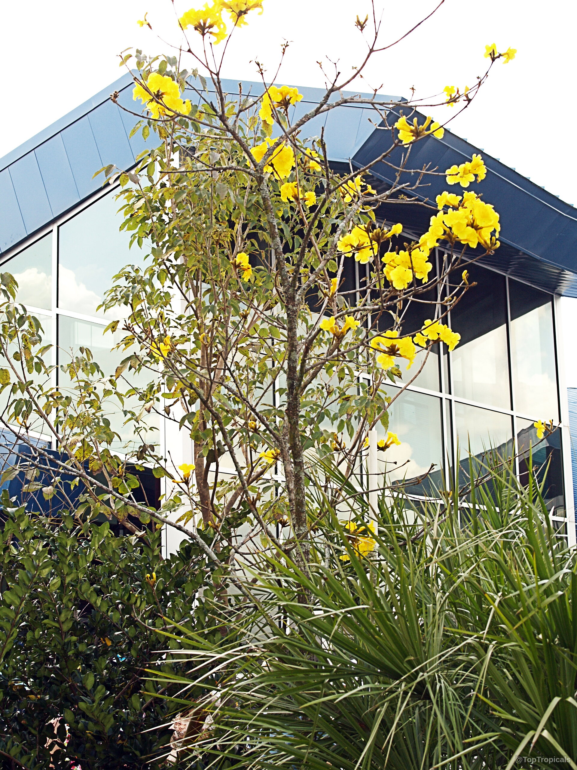 Handroanthus chrysotrichus (Dwarf Golden Tabebuia) with many yellow flowers covering thin, woody stems and branches. Handroanthus chrysotrichus (Dwarf Golden Tabebuia) yellow flower clusters on a branch in tree form