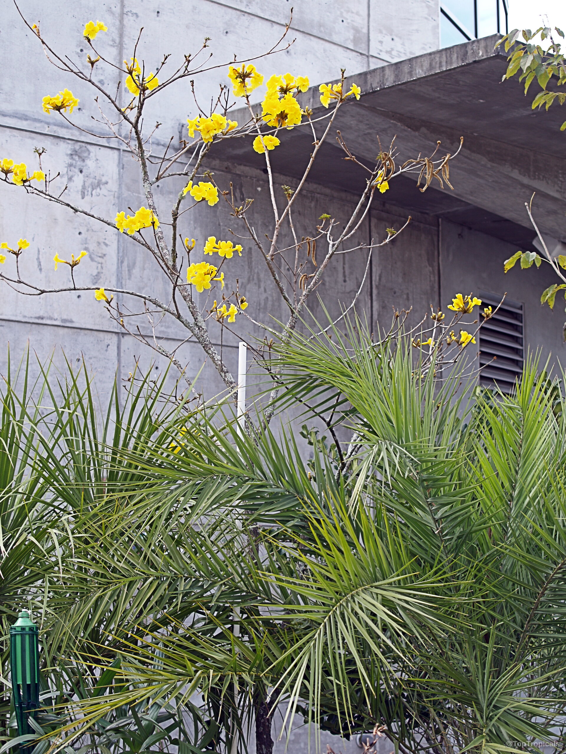 Handroanthus chrysotrichus (Dwarf Golden Tabebuia) with yellow flowers blooming on thin branches near green palm leaves. Handroanthus chrysotrichus (Dwarf Golden Tabebuia) with yellow flowers on thin branches, tree plant
