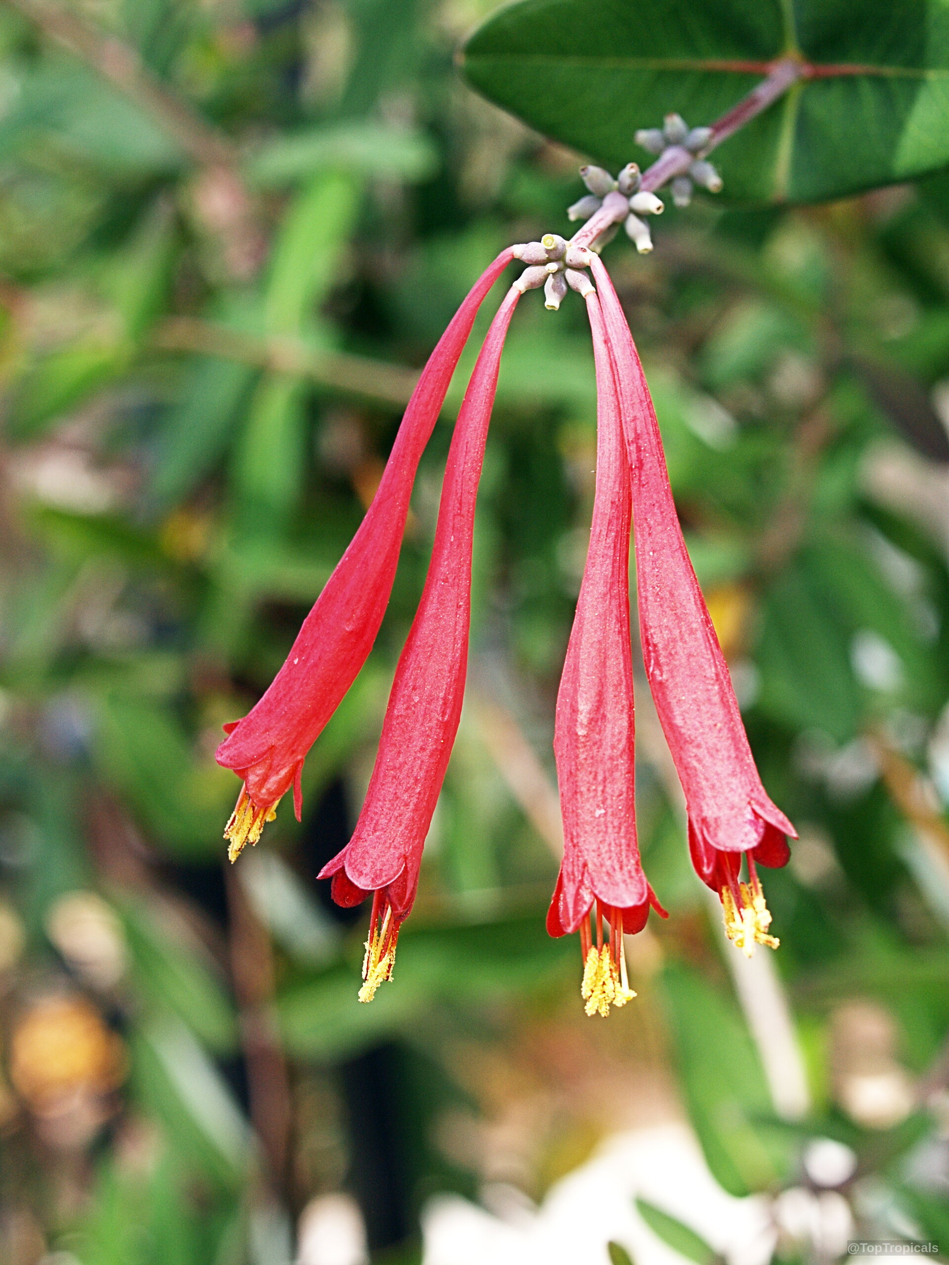 Lonicera x brownii (Coral Honeysuckle) long red tubular flower hanging down from a green stem. Lonicera x brownii (Coral Honeysuckle) long red flower close up hanging on green foliage.