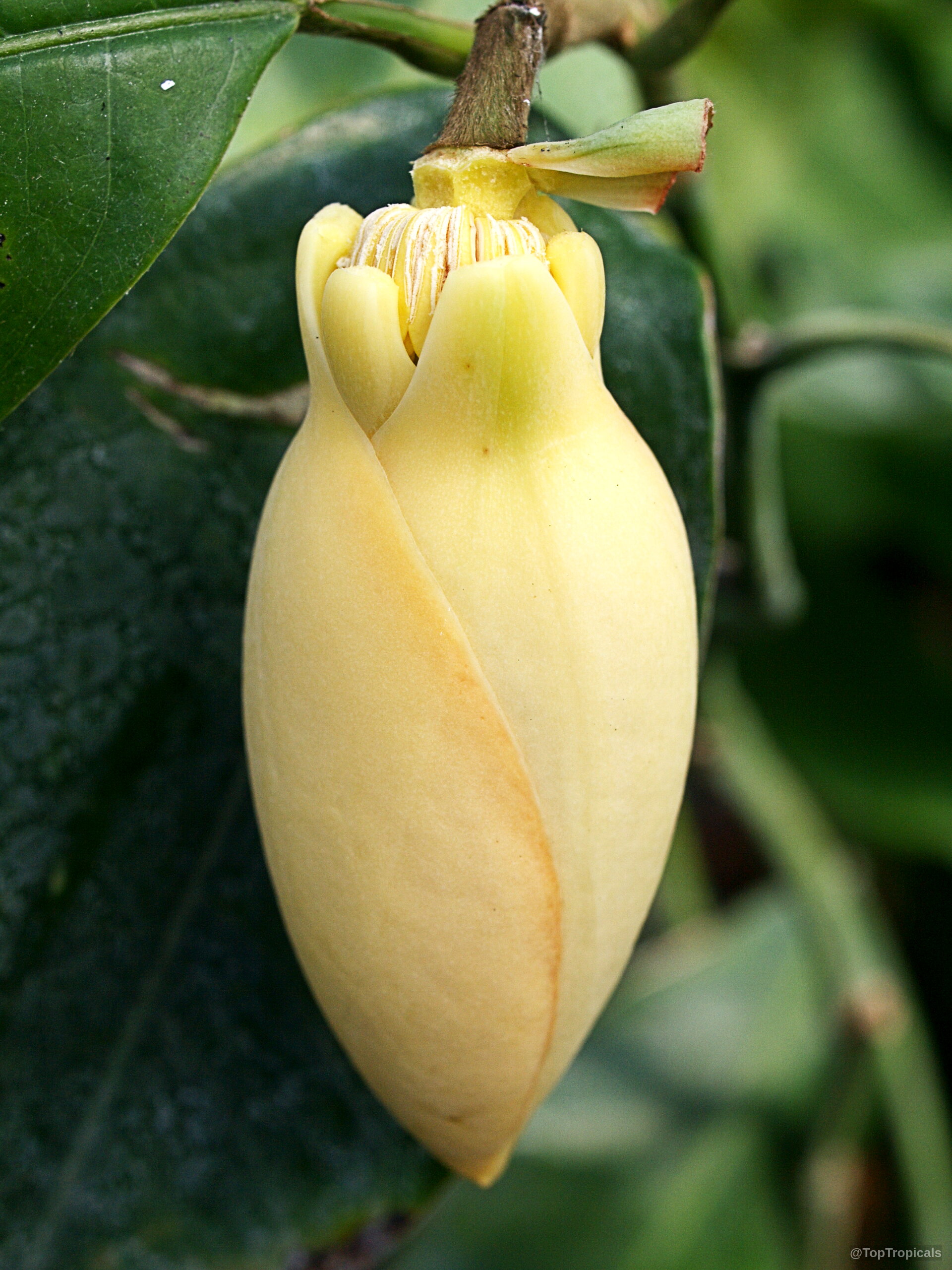 Magnolia liliifera (Magnolita) yellow flower bud resting against deep green foliage on the plant branch Magnolia liliifera (Magnolita) close up yellow flower bud on a dark green leafy background