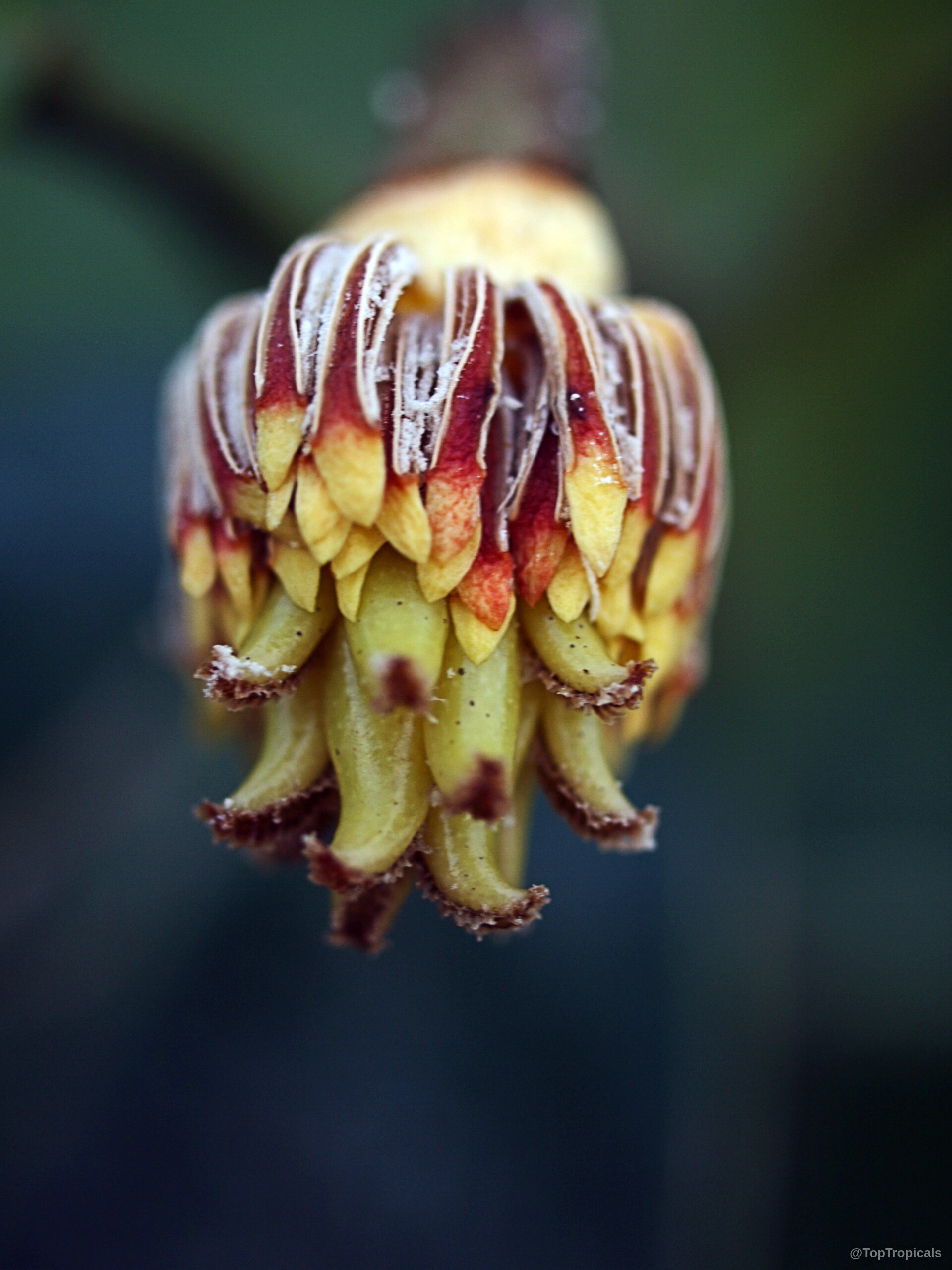 Magnolia liliifera (Magnolita) flower showing narrow yellow and maroon segments hanging in a downward cluster Magnolia liliifera (Magnolita) close up with yellow and maroon flower petals in soft focus