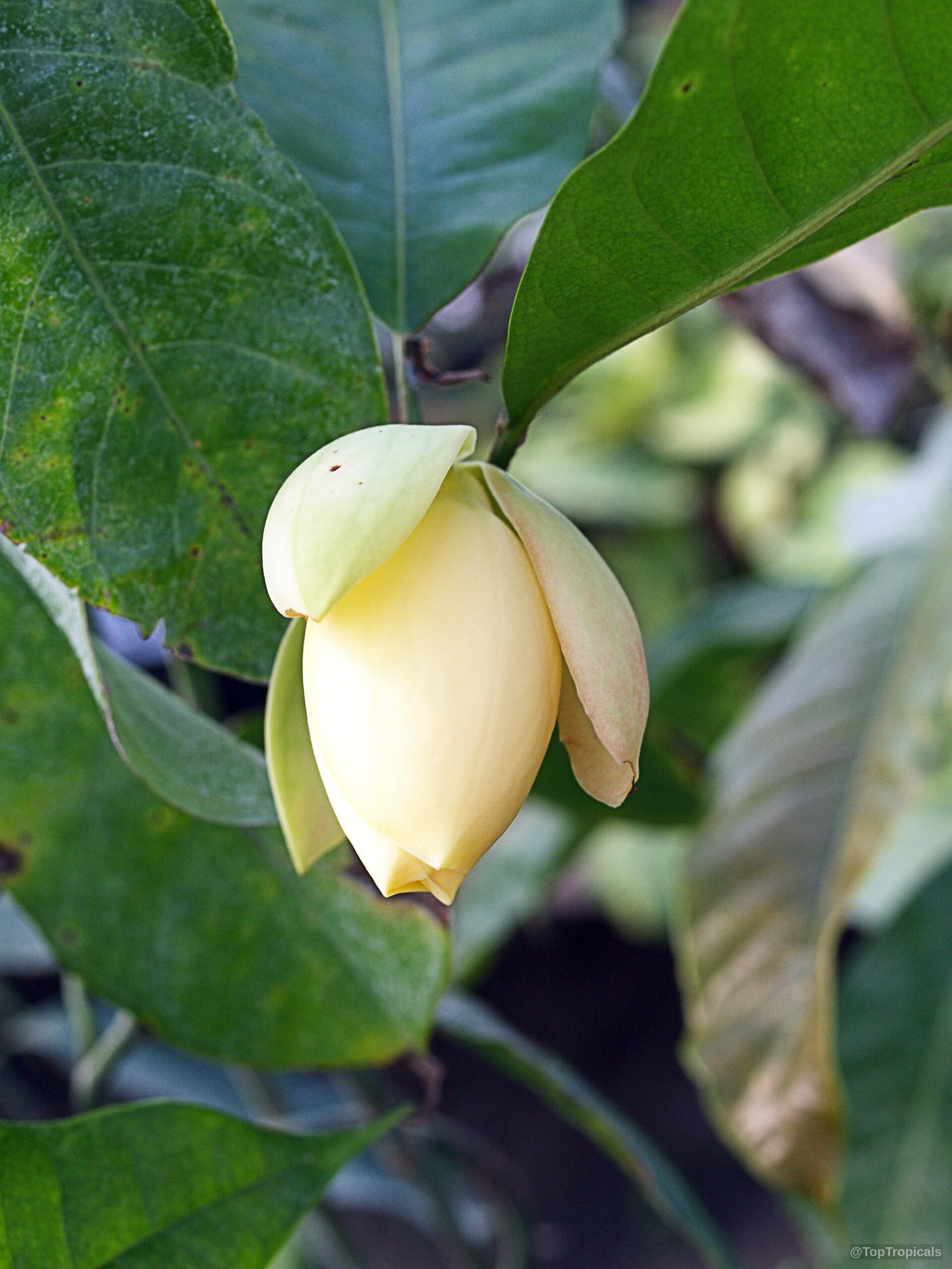 Magnolia liliifera (Magnolita) cream flower bud dangling under thick oval green leaves on the branch Magnolia liliifera (Magnolita) cream flower close up nestled among large green leaves on plant