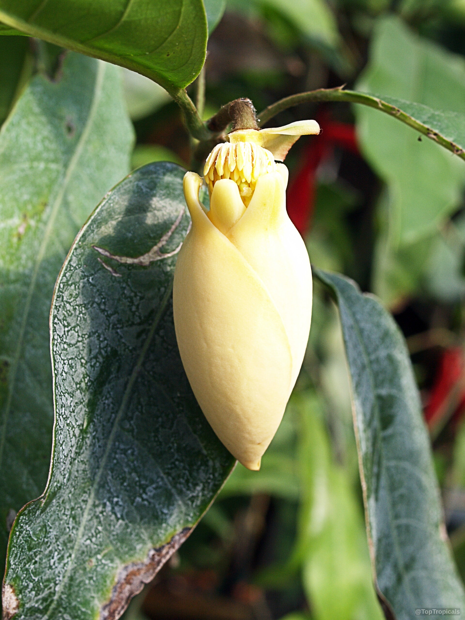 Magnolia liliifera (Magnolita) cream flower with central golden stamens positioned near thick dark green foliage. Magnolia liliifera (Magnolita) cream flower close up nestled among smooth deep green oval leaves.