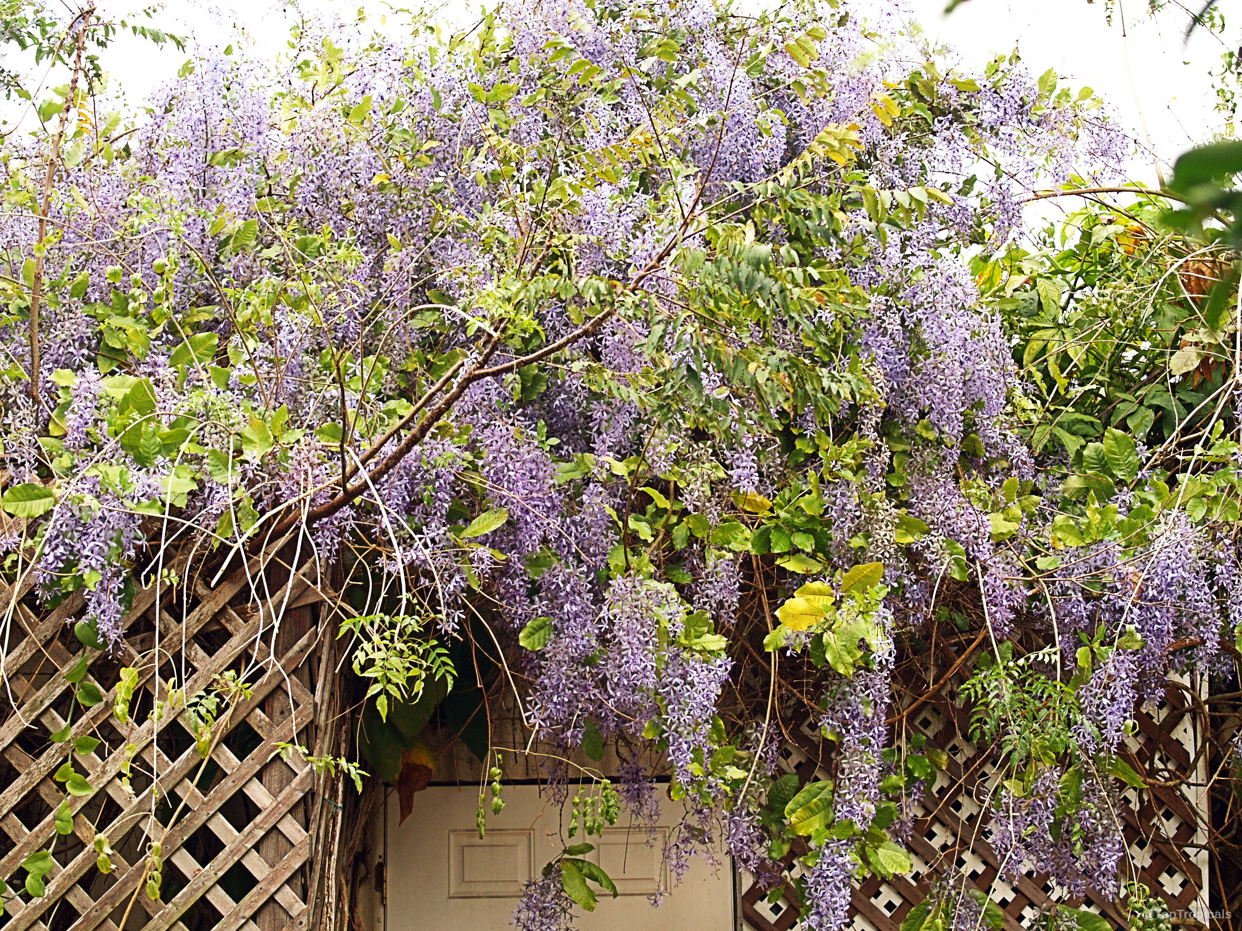 Petrea volubilis (Queen's Wreath) displays cascading lavender flower clusters draped over a traditional wooden trellis. Petrea volubilis (Queen's Wreath) with cascading lavender flower clusters draped over wooden trellis plant branches.