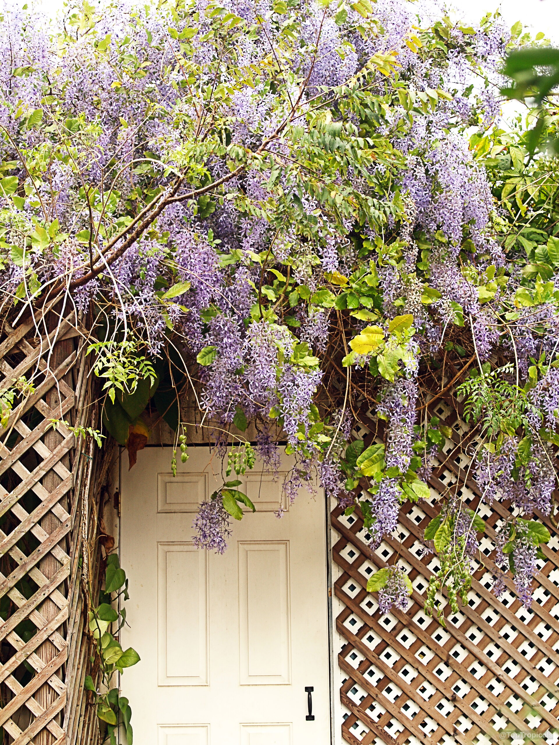 Petrea volubilis (Queen's Wreath) with long purple lavender flower racemes hanging over a wooden door. Petrea volubilis (Queen's Wreath) with purple lavender flower clusters cascading down wooden garden lattice wall.