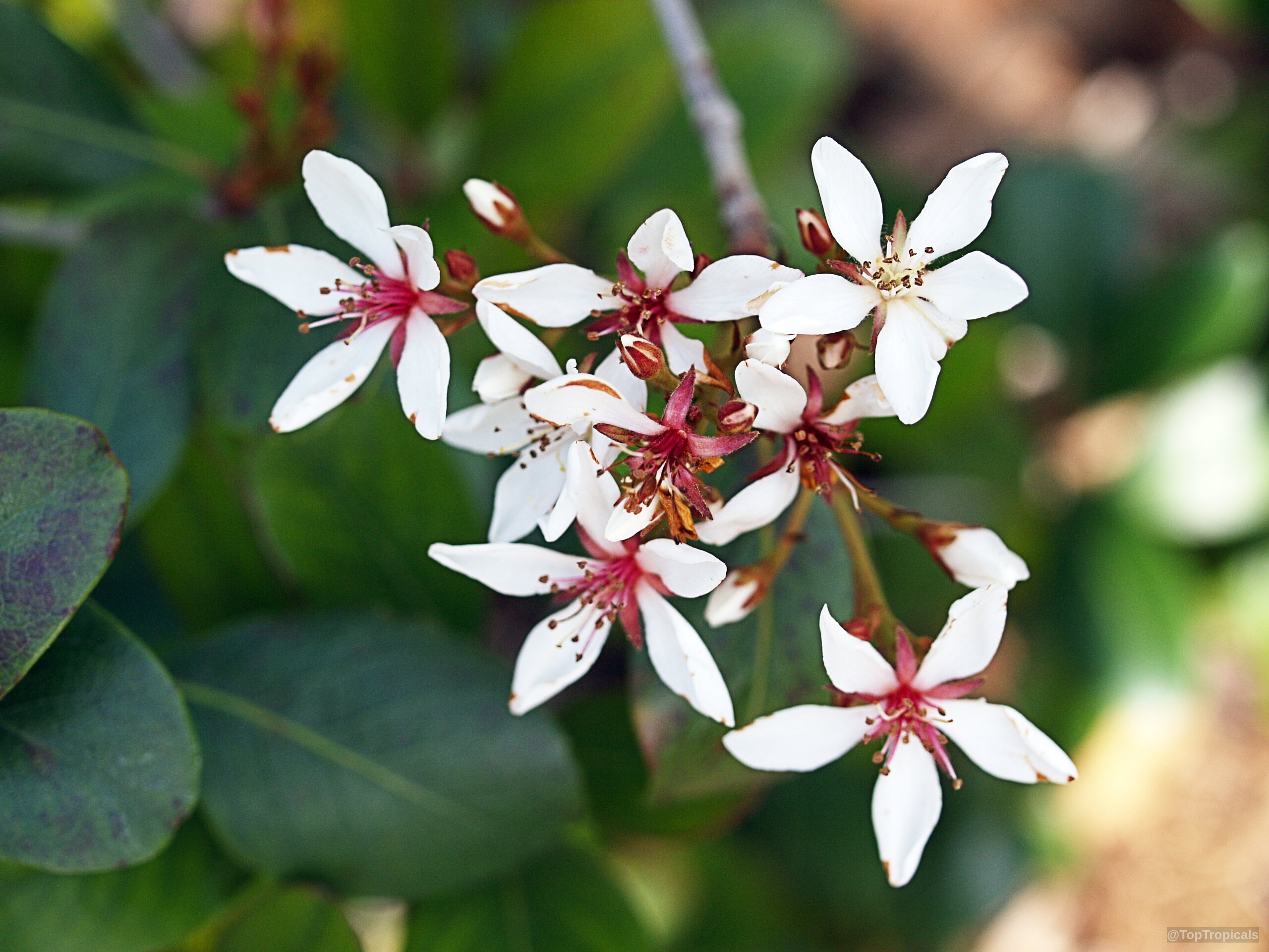 Rhaphiolepis sp. (Yeddo Hawthorn) cluster of white flowers with soft pink centers on dark branches. Rhaphiolepis sp. (Yeddo Hawthorn) white flower cluster close up with pink centers on stems