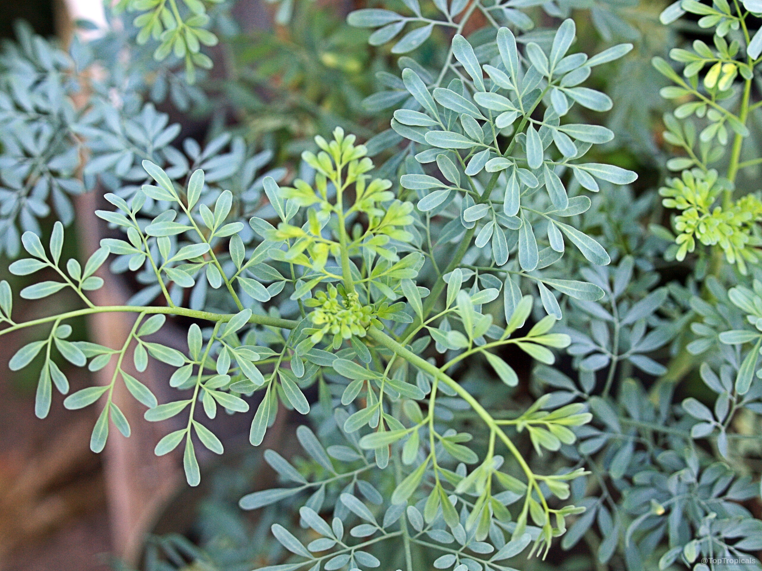 Ruta graveolens (Ruda) shows intricate blue-green leaves arranged along a thin branching stem for herbal planting. Ruta graveolens (Ruda) blue-green leaves on branch close up for garden plant identification purposes