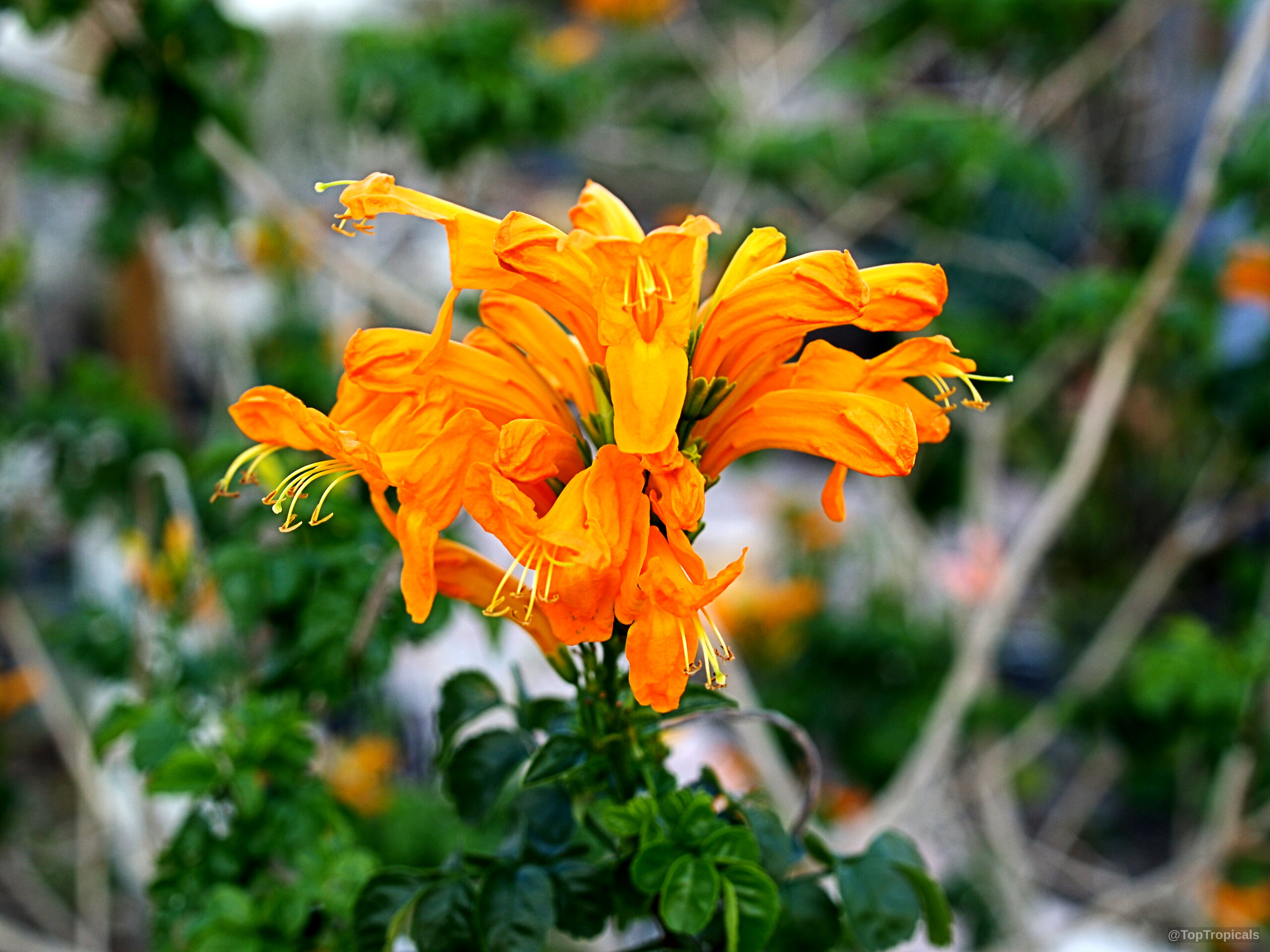 Tecomaria capensis (Salmon tecomaria) 'Salmon' cluster of tubular orange flowers with thin yellow stamens. Tecomaria capensis (Salmon tecomaria) 'Salmon' orange flower, close up of tubular petal growth.
