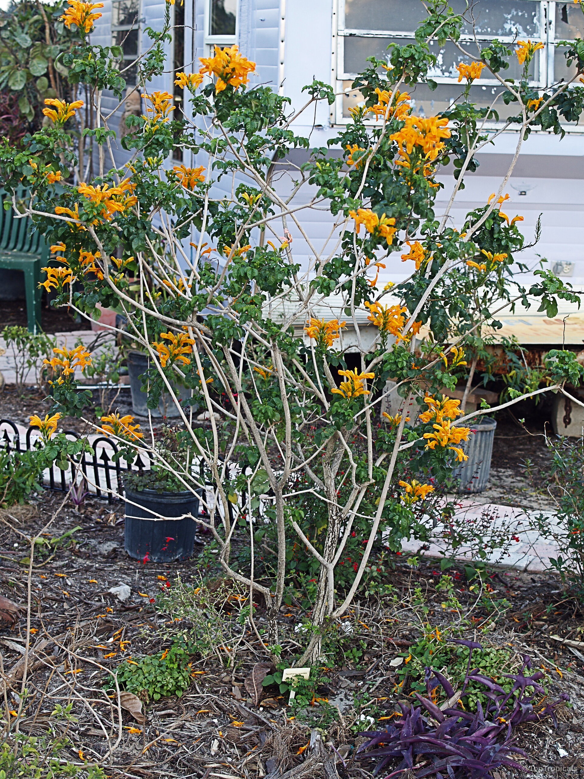 Tecomaria capensis (Salmon tecomaria) 'Salmon' shrub with orange flowers growing on thin woody stems. Tecomaria capensis (Salmon tecomaria) 'Salmon' shrub with orange flowers on thin woody plant stems.