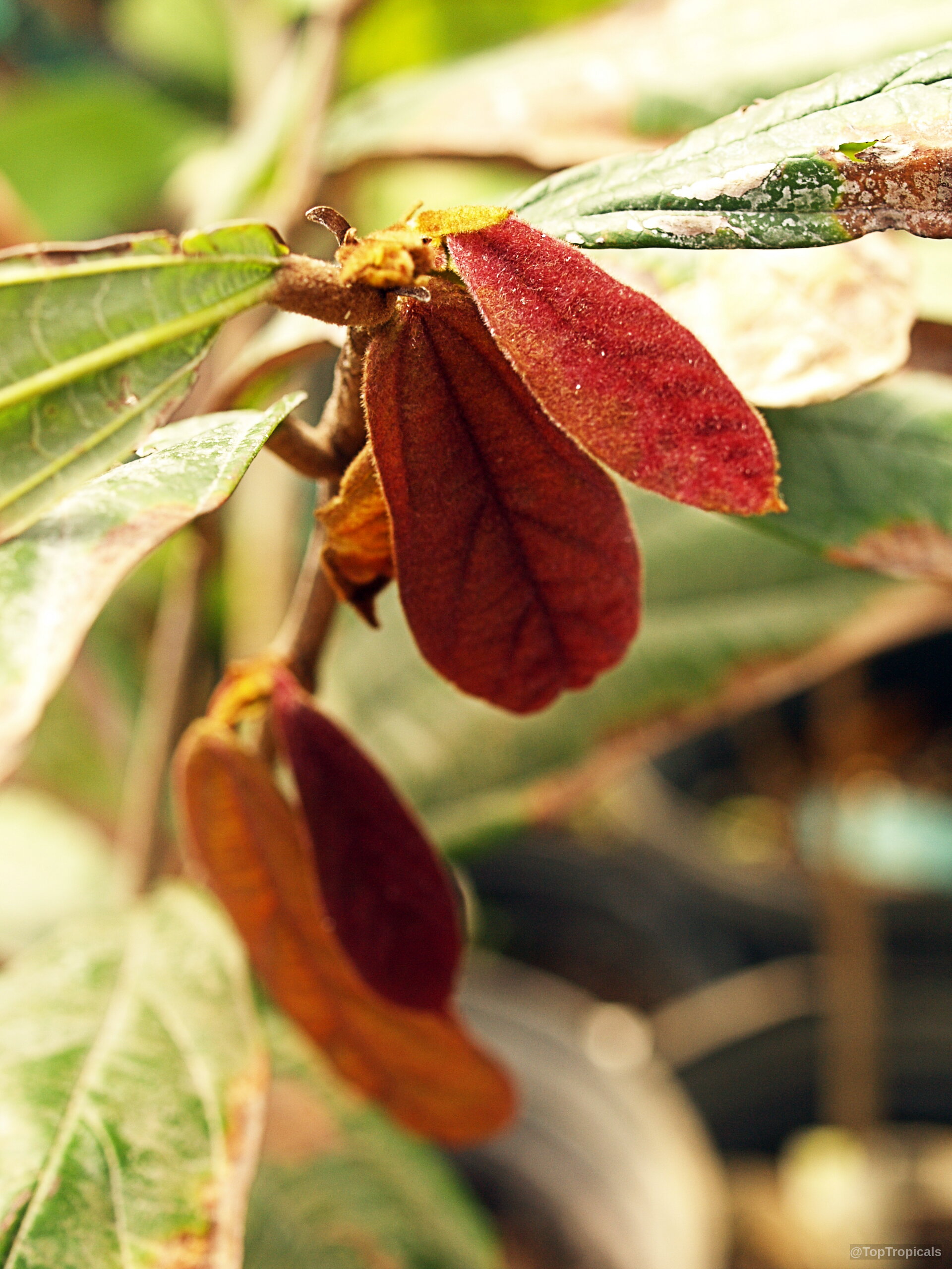 Theobroma grandiflorum (Cupuacu) with soft red young leaves emerging from the woody stem. Theobroma grandiflorum (Cupuacu) close up with red young leaves on a branch.
