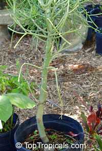 Euphorbia tirucalli, Pencil Bush, Milk-bush, Pencil Tree, Fire Fingers