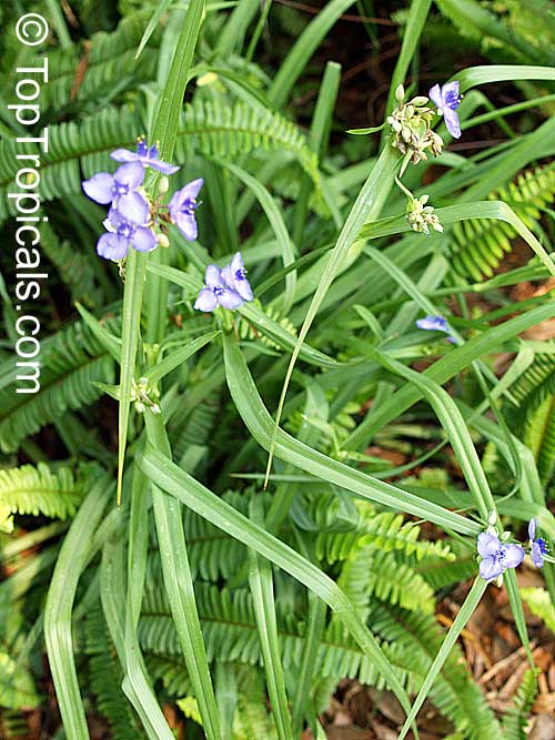 Tradescantia virginiana, Tradescantia x andersoniana, Virginia Spiderwort, Lady's Tears