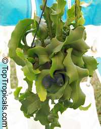 Epiphyllum guatemalense Monstrosa, Orchid Cactus