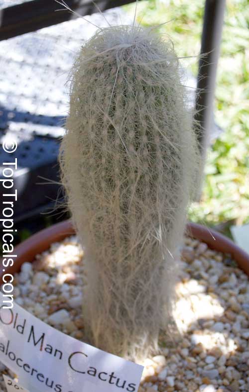 Cephalocereus senilis, Old Man Cactus 