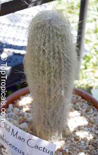 Cephalocereus senilis, Old Man Cactus 

Click to see full-size image