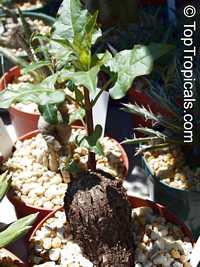 Mirabilis jalapa, Mirabilis lindheimeri, Mirabilis dichotoma, Mirabilis odorata, Four o'clock plant, Clavillia, Jalap, Maravilla, Bonina

Click to see full-size image