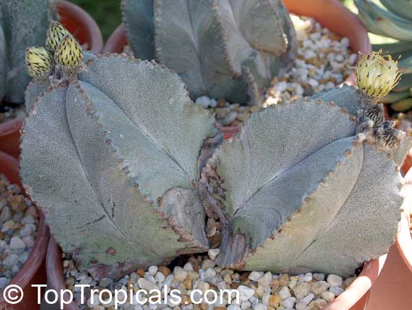 Astrophytum sp. , Star Cactus