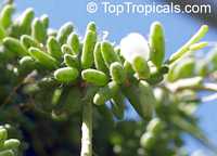 Rhipsalis sp., Mistletoe

Click to see full-size image