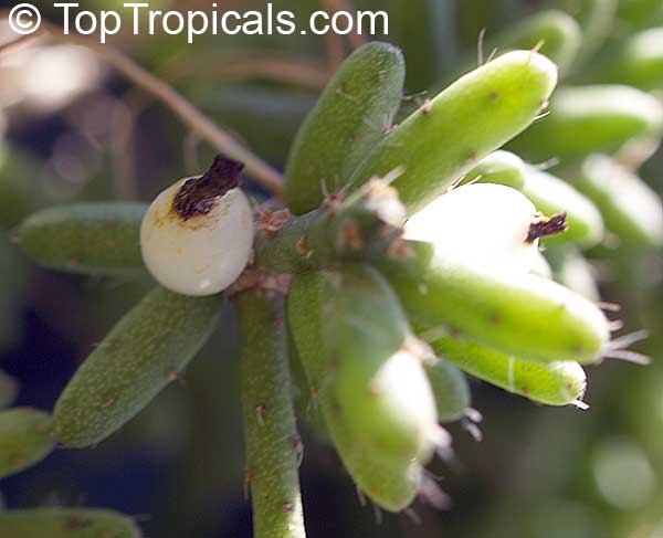 Rhipsalis sp., Mistletoe