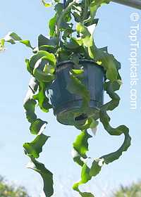 Epiphyllum guatemalense Monstrosa, Orchid Cactus