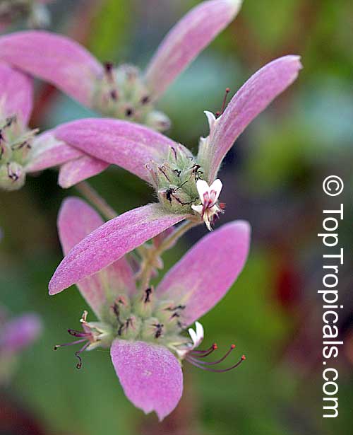 Congea tomentosa, Shower Orchid, Wooly Congea