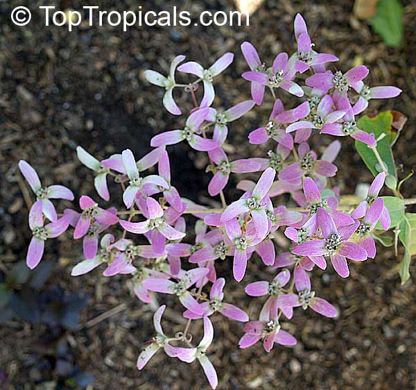 Congea tomentosa - Shower Orchid