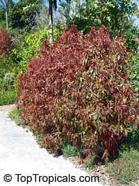 Acalypha godseffiana, Copper Leaf, Beefsteak Plant, Fire dragon, Jacobs coat, Match-me-if-you-can, Three-seeded Mercury

Click to see full-size image