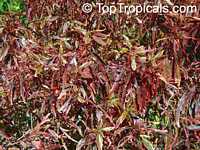 Acalypha godseffiana, Copper Leaf, Beefsteak Plant, Fire dragon, Jacobs coat, Match-me-if-you-can, Three-seeded Mercury

Click to see full-size image