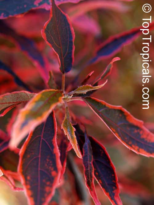 Acalypha godseffiana, Copper Leaf, Beefsteak Plant, Fire dragon, Jacobs coat, Match-me-if-you-can, Three-seeded Mercury