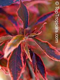 Acalypha godseffiana, Copper Leaf, Beefsteak Plant, Fire dragon, Jacobs coat, Match-me-if-you-can, Three-seeded Mercury

Click to see full-size image