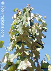 Pterospermum acerifolium, Dinnerplate Tree

Click to see full-size image