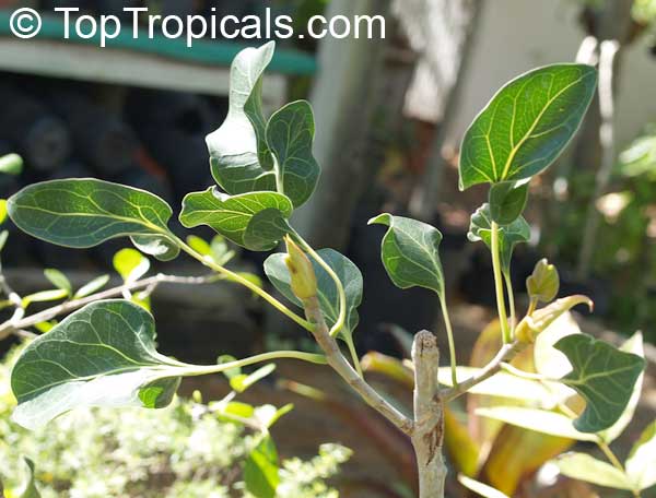 Ficus krishnae, Ficus benghalensis var. krishnae , Krishna Fig, Krishna Butter Cup 