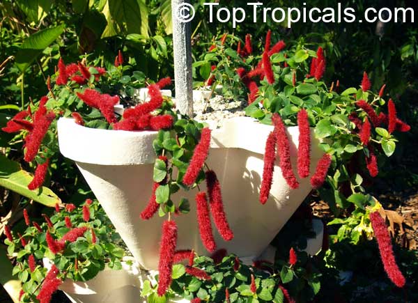 TopTropicals.com