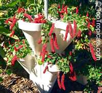 Acalypha hispaniolae, Acalypha pendula, Strawberry Firetails, Dwarf Cat Tails, Kitten�s Tail, Trailing Acalypha, Firetail Chenille Plant

Click to see full-size image