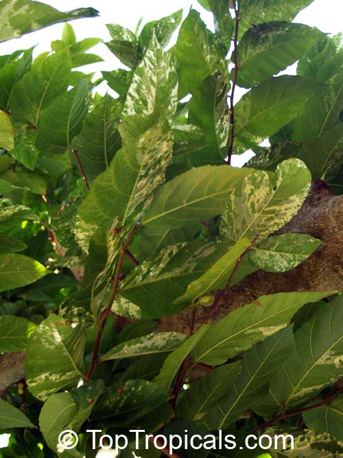 Ficus aspera, Variegated Clown Fig, Mosaic Fig 