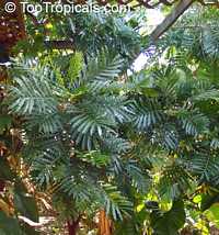 Filicium decipiens , Japanese Fern Tree 

Click to see full-size image