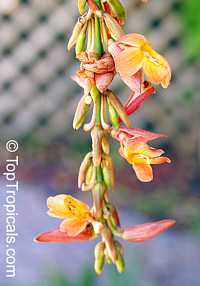 TopTropicals.com