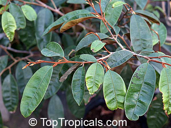 Chrysophyllum cainito, Achras caimito, Caimito, Star Apple, Satin Leaf