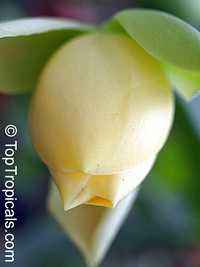 Magnolia liliifera, Talauma candollei, Magnolita, Egg Magnolia

Click to see full-size image